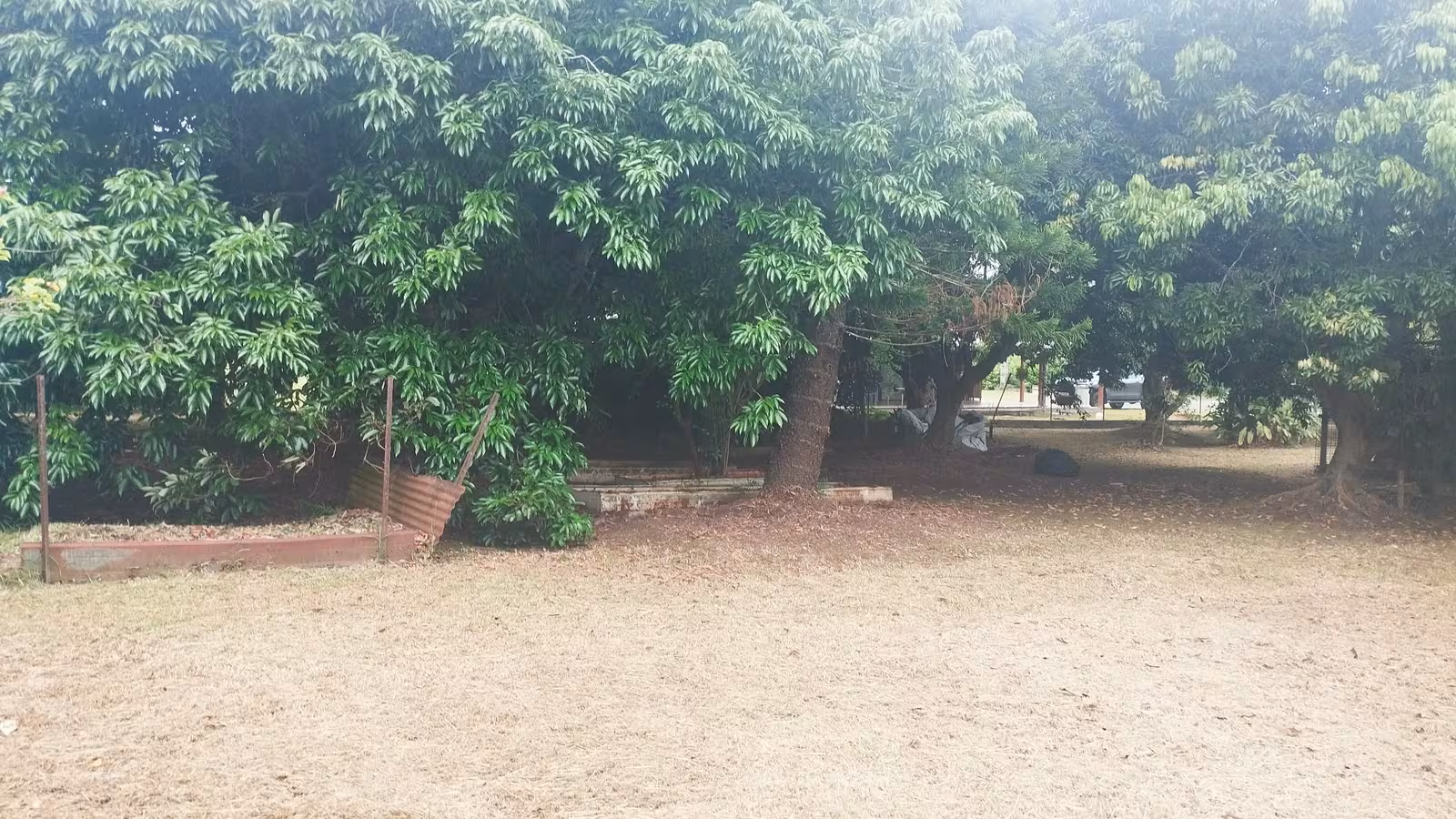 Pelouse soigneusement entretenue sous un arbre fruitier par ABC Support à Païta