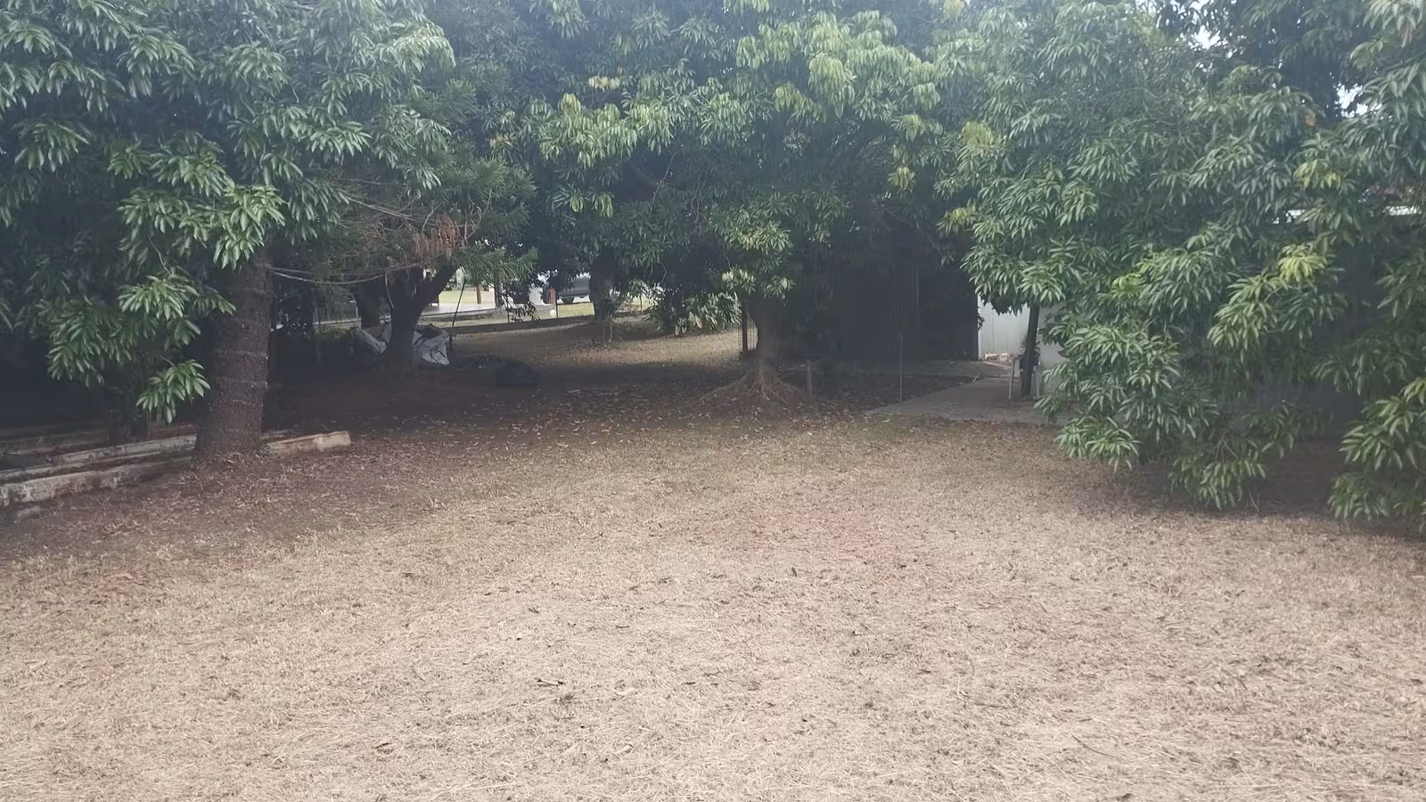 Manguiers élagués et sol nettoyé après une intervention espaces verts d'ABC Support à Païta