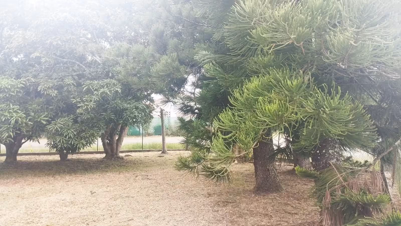 Arbres et pelouse entretenus par ABC Support dans un jardin résidentiel à Païta